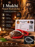 Original 1 Mukhi Nepali Rudraksha with Silver Capping & Trishul-Om Design – Lab Certified with X-Ray Report